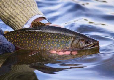Dullstream Trout Waters