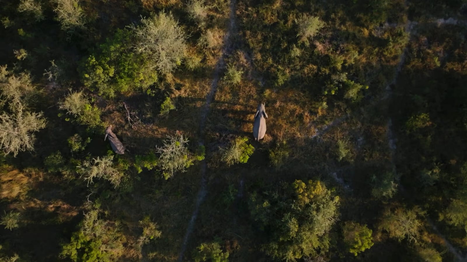 Chitwa Chitwa House — game drive and wildlife
