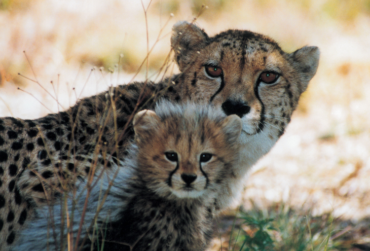Makanyane Safari Lodge — game drive and wildlife