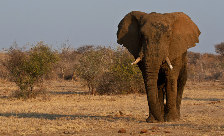 Makanyane Safari Lodge — dining and hospitality