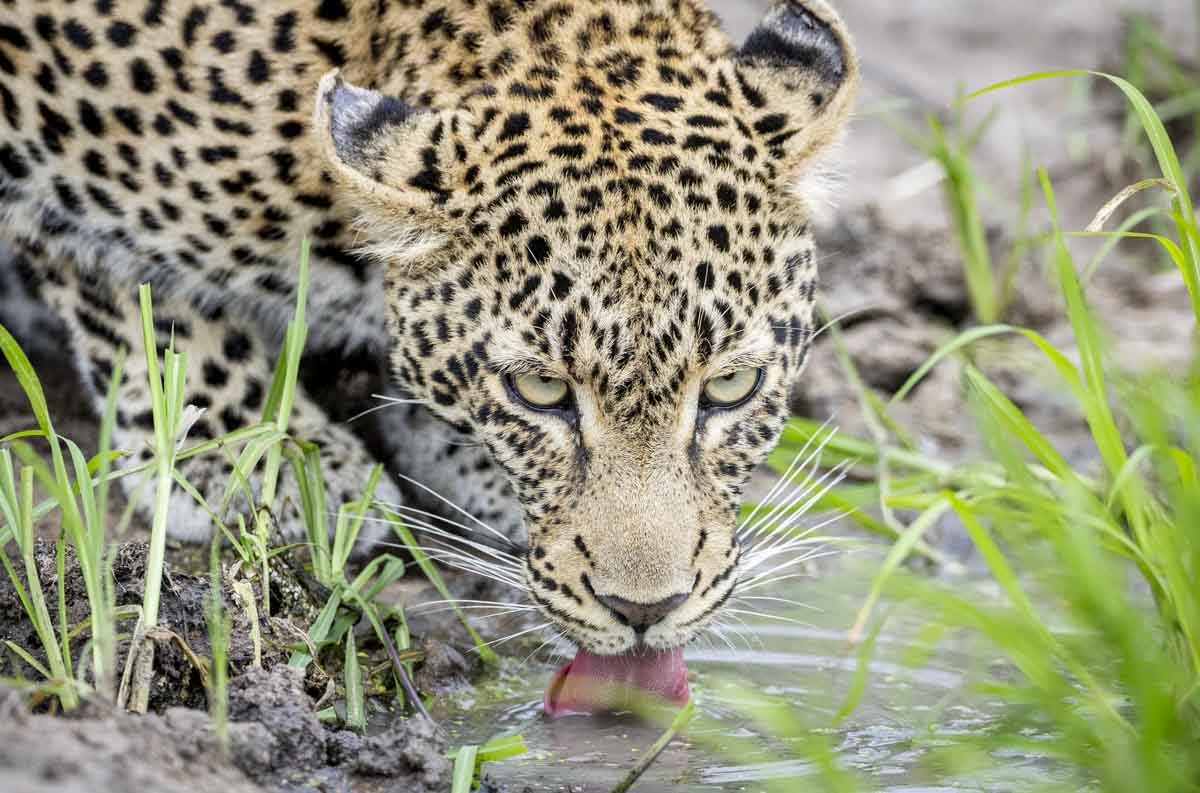 RockFig Safari Lodge — game drive and wildlife