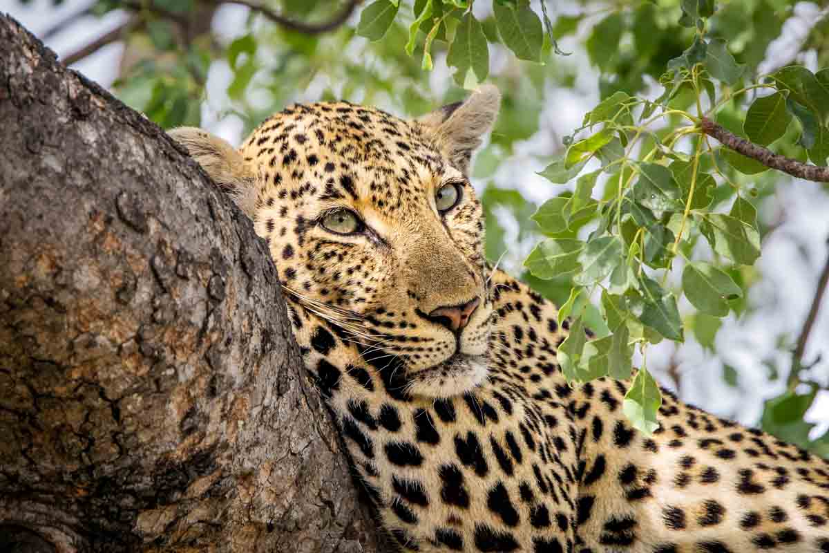 RockFig Safari Lodge — lodge detail