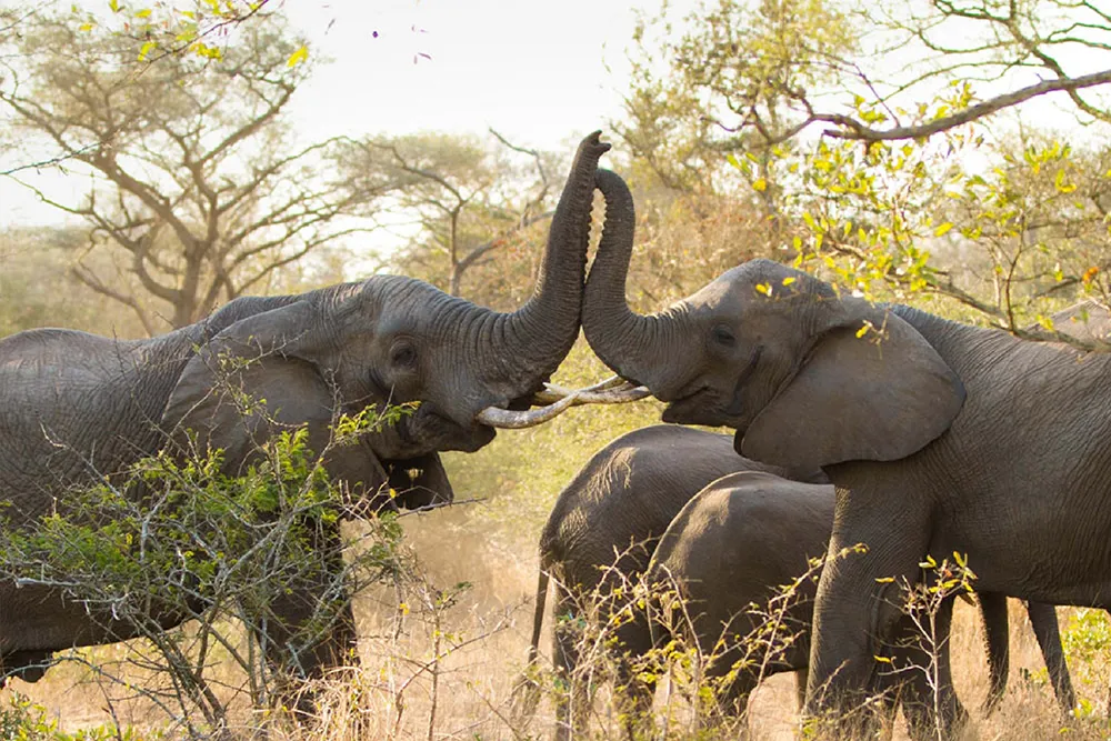 Sungulwane Private Game Lodge — dining and hospitality
